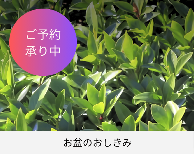 お盆のおしきみ-ご予約承り中-金剛堂
