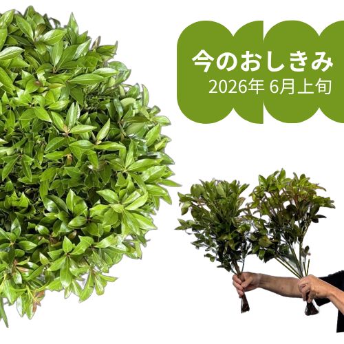 金剛堂_おしきみ_今の成長具合_2603