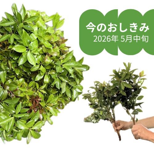 金剛堂_おしきみ_今の成長具合_2603