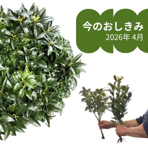 金剛堂_おしきみ_今の成長具合_2604