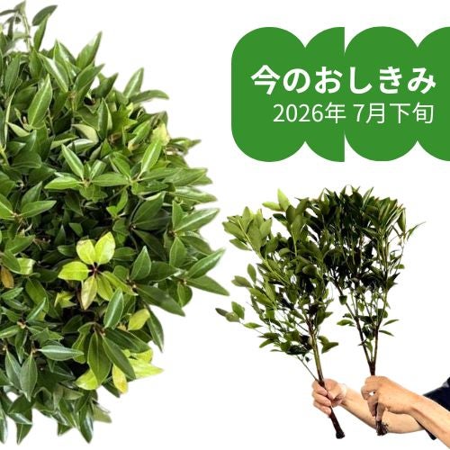 金剛堂_おしきみ_今の成長具合_2607